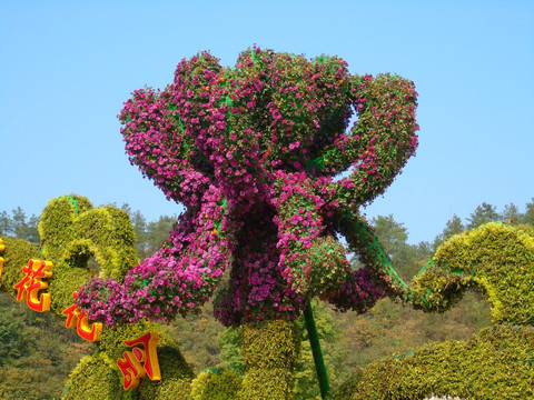 菊花