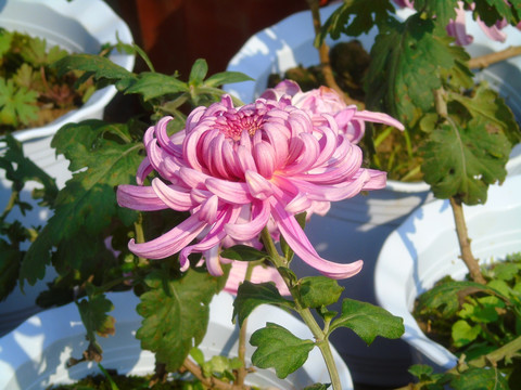 菊花