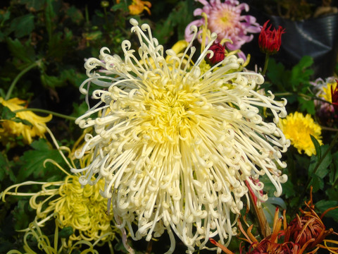 菊花