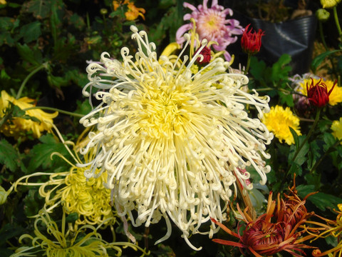菊花