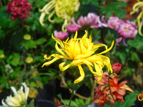 菊花