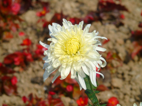 菊花