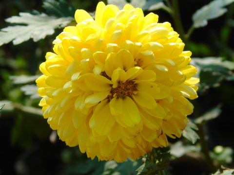 菊花