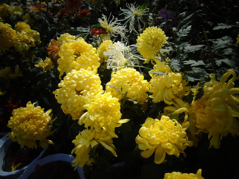 菊花