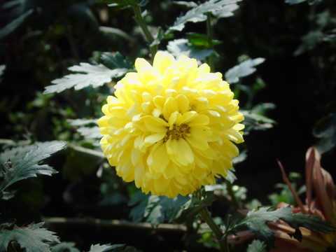 菊花