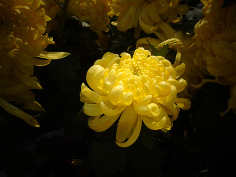 菊花