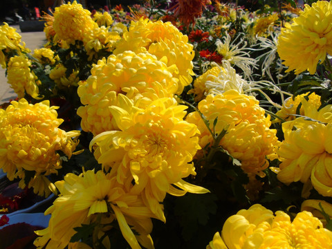菊花