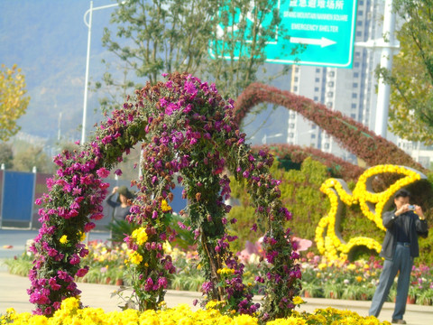 菊花