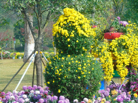 菊花