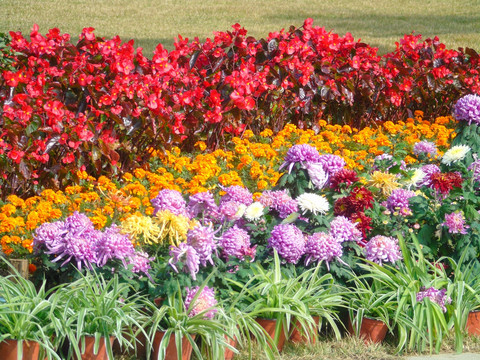 菊花