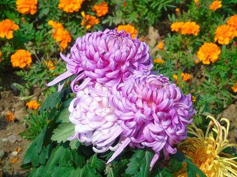 菊花