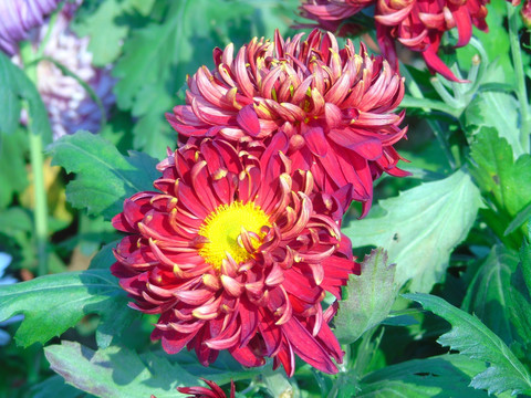 菊花