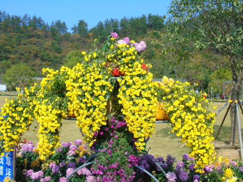 菊花