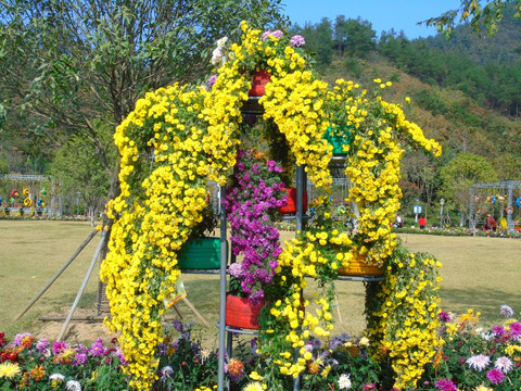 菊花