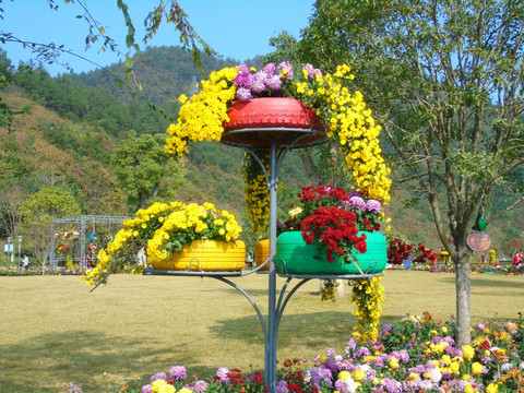 菊花