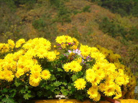 菊花