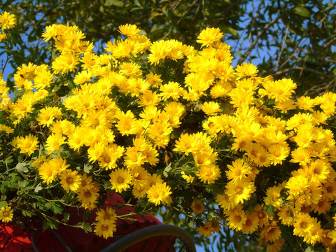 菊花