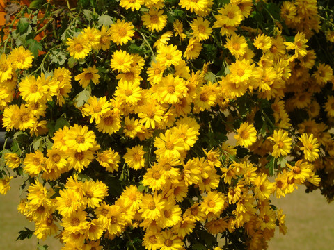 菊花