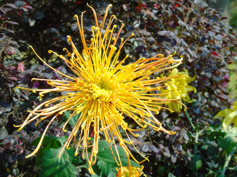 菊花