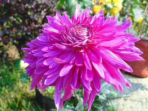 菊花