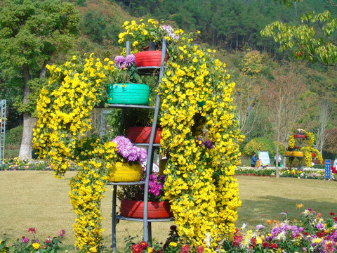 菊花