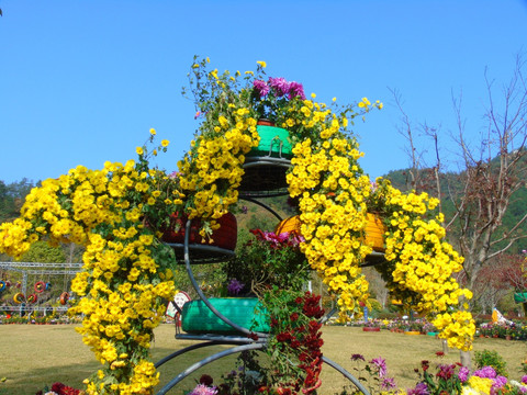 菊花