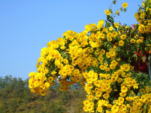 菊花