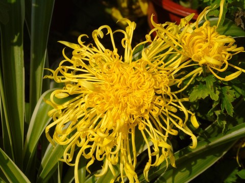 菊花