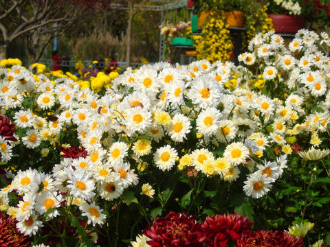 菊花