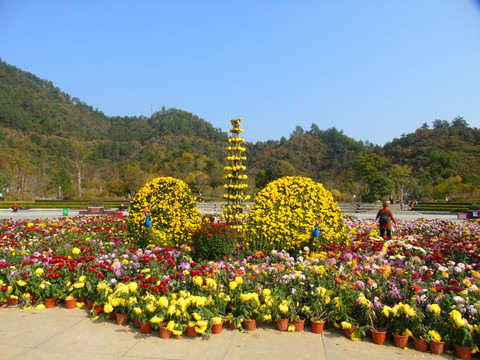 菊花