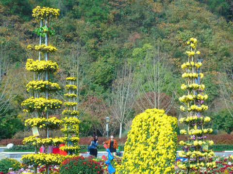 菊花