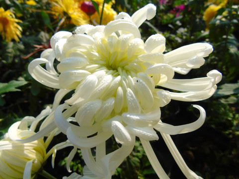 菊花