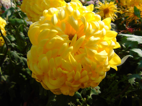 菊花