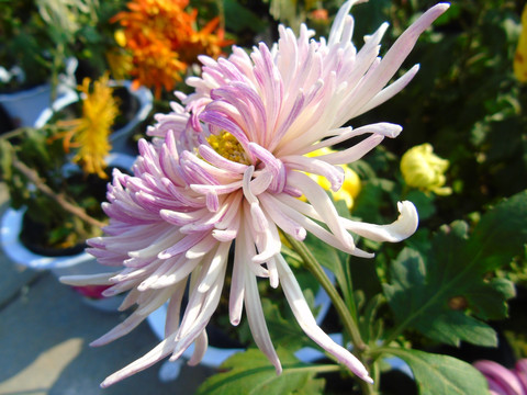 菊花