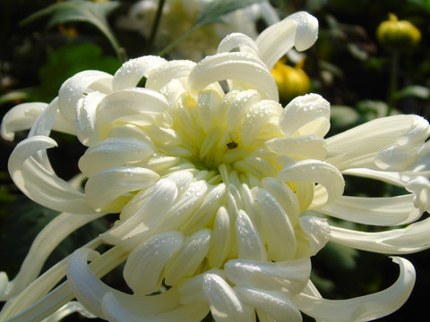 菊花