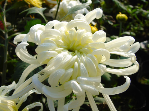 菊花