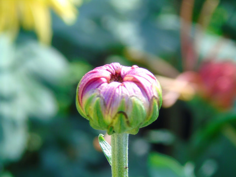 菊花