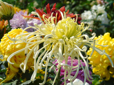 菊花