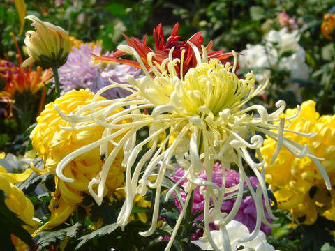 菊花
