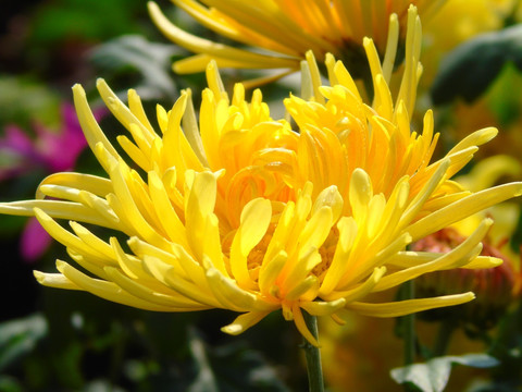菊花