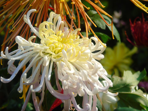 菊花