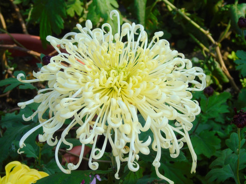 菊花