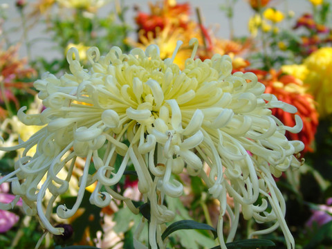 菊花