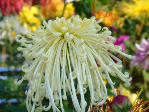 菊花