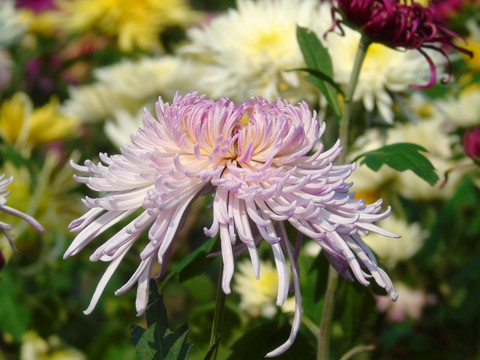 菊花