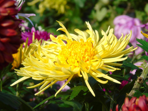 菊花
