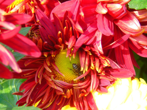 菊花