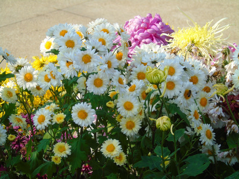 菊花