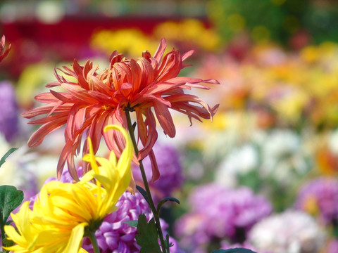 菊花