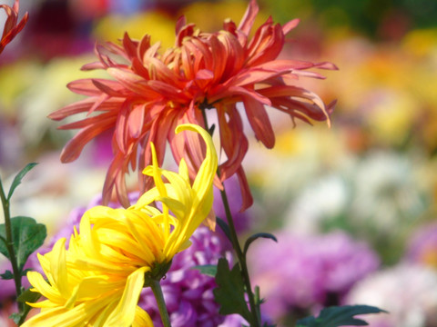 菊花